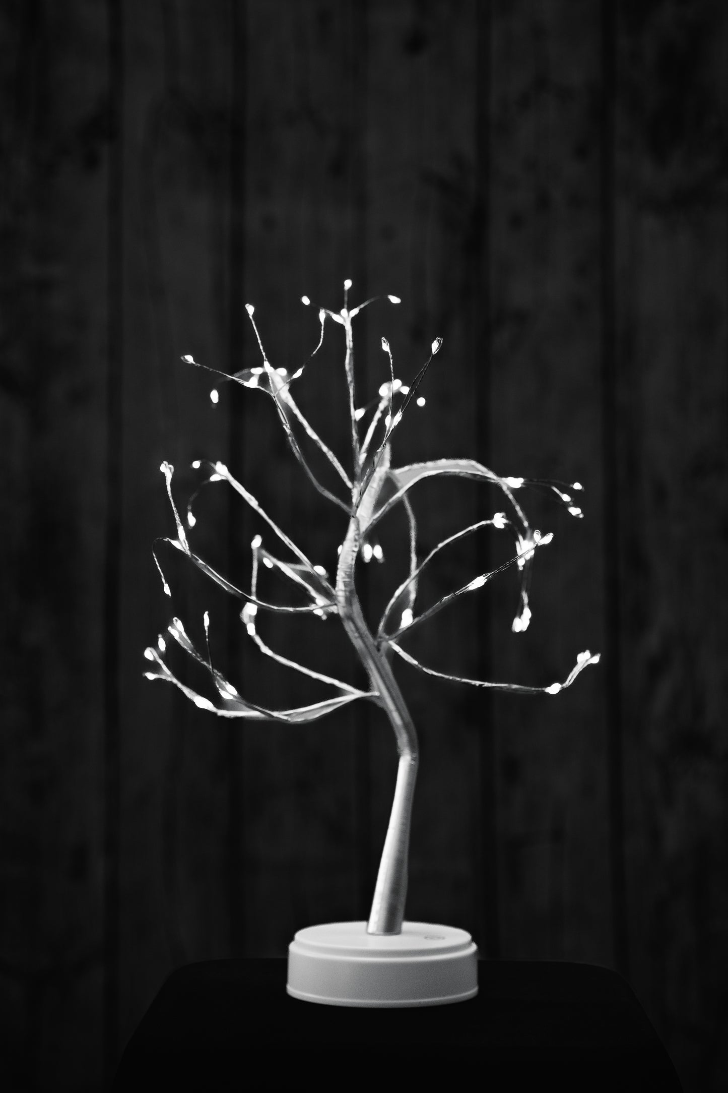 Hudson Money Bonsai Tree